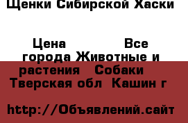 Щенки Сибирской Хаски › Цена ­ 20 000 - Все города Животные и растения » Собаки   . Тверская обл.,Кашин г.